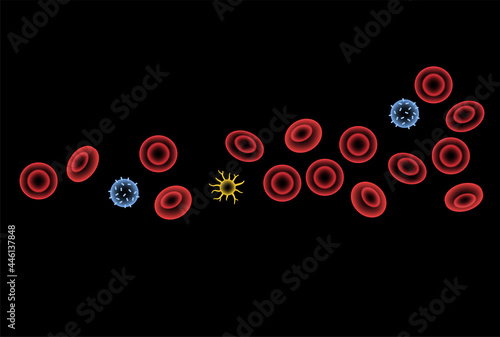 erythrocytes in blood vessel