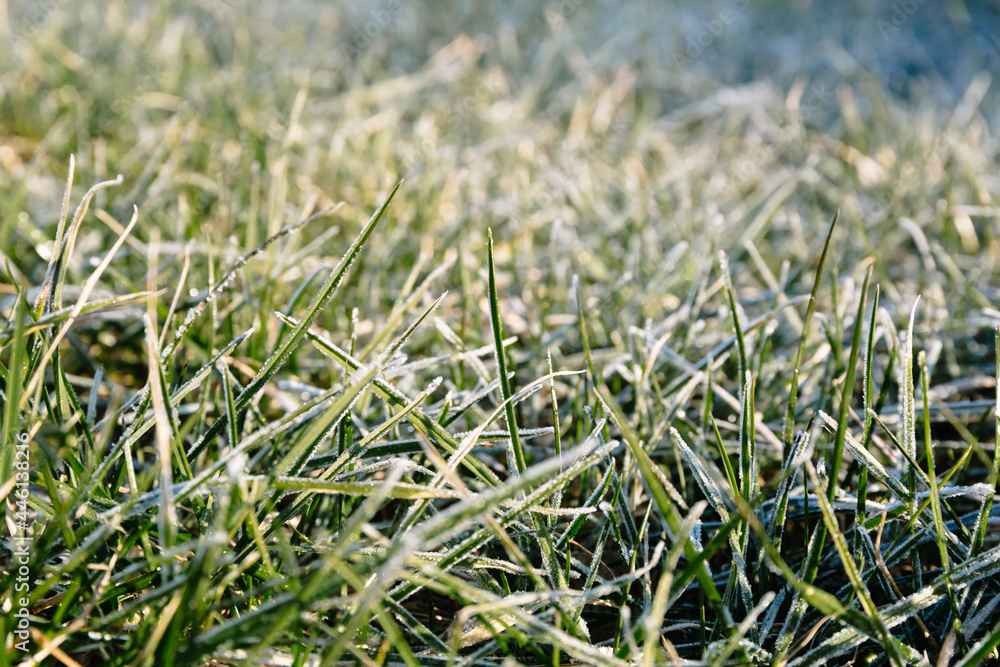 Morning dew froze on a green grass lawn and turned it into a white blanket Morning dew froze on a green grass lawn and turned it into a white blanket