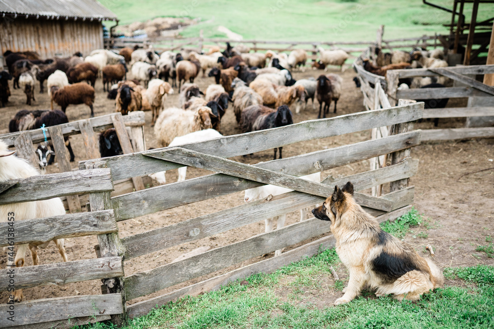 Obraz premium Sheep-dog, sheeps and goat on the farm. Agritourism concept. Life in the countryside