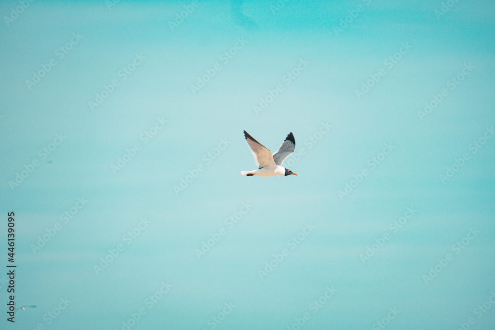 Bird Flying Through a Blue Sky, Freedom, Beauty Bird Flying Through a Blue Sky, Freedom, Beauty