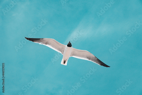 Closeup of a Seagull Flying With Sun Back Lighting its Wings, Freedom