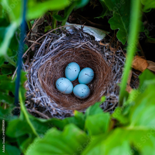 Finch nest with four small robin's-egg blue colored speckled eggs