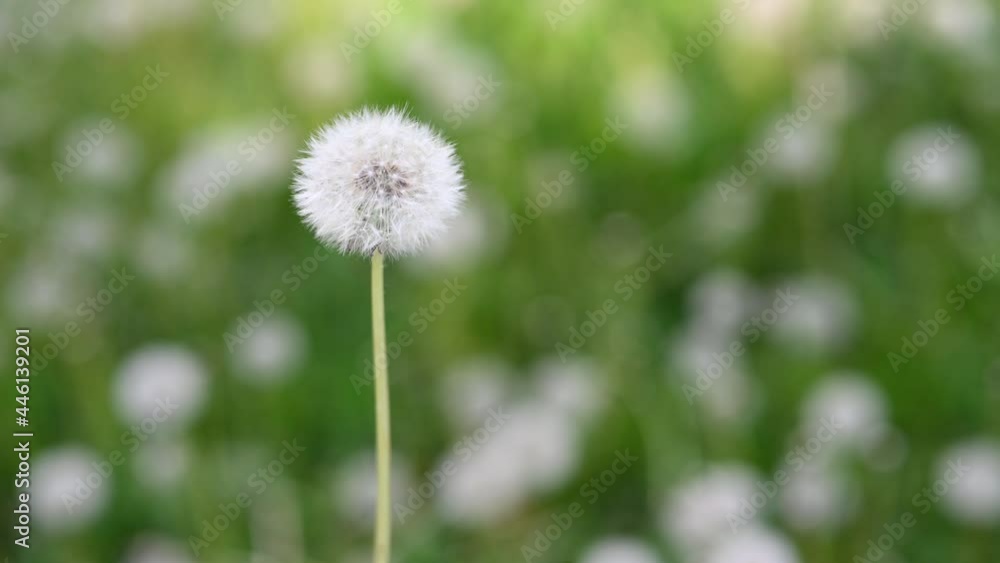 Glade of fresh meadow dandelions on a sunny spring day. Flowering dandelions. Excellent background for the expression of spring mood. Dandelion plant. Glade of fresh meadow dandelions on a sunny spring day. Flowering dandelions. Excellent background for the expression of spring mood. Dandelion plant.