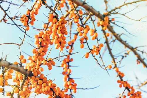 Berries of sea-buckthorn on branches against a blue sky