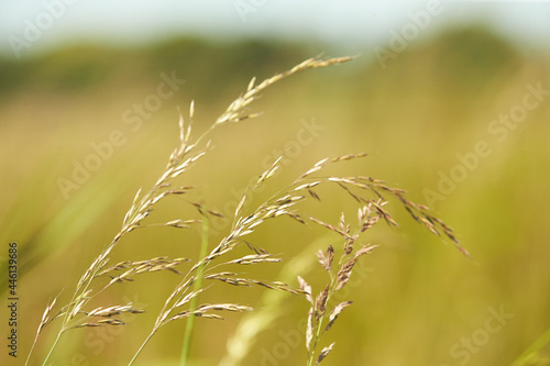 The meadow grass tall fescue (Festuca partensis) in spring. The beautiful wallpaper of Red fescue (Festuca rubra) photo
