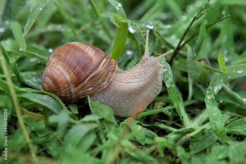 Escargot in the grass after rain. Close up of a snail on a rainy autumn morning.