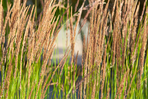 Ornamental Karl Foerster Feather Reed Grass (Calamagrostis acutiflora)