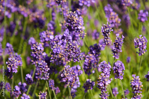Blooming japanese lavender flowers close-up in the green summer garden.