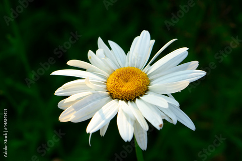 One white daisy flower on green grass background. Flat lay  top view of retro daisy flower yellow stem. Chamomile summer field.