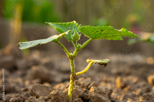 Young green cucumber sprout in the ground. Cucumber shoots. Green leaves. Vegetable plants. Agricultural business. Blurred background. 