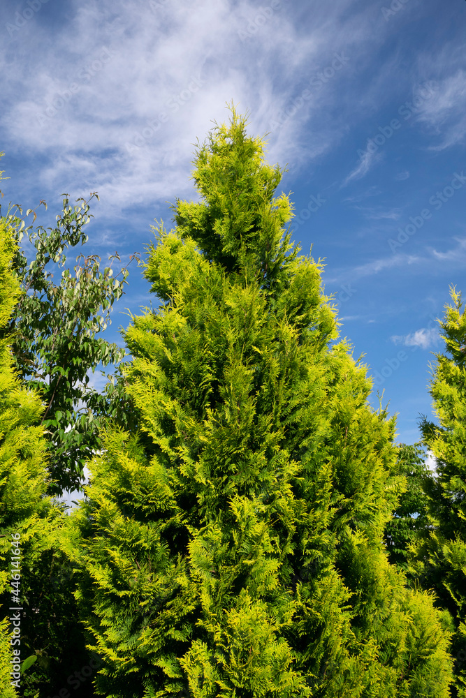 Trees and the clear sky