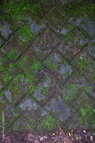 A brick wall with mosses