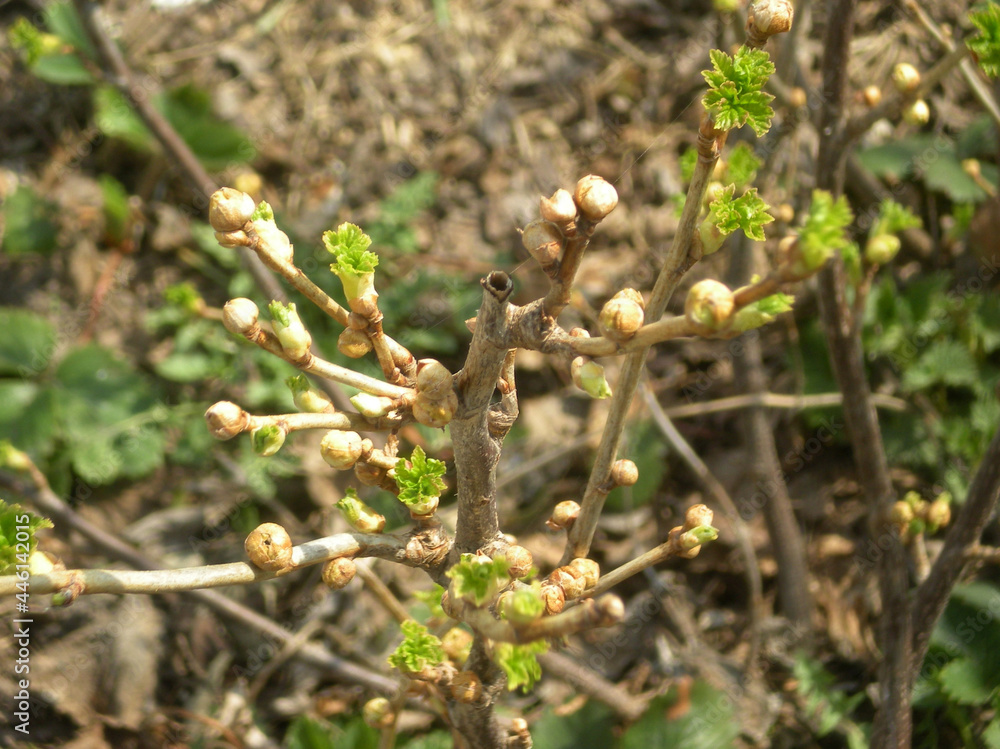 Spring, currant bush damaged by a kidney mite. Diseases of plants, a branch of a bush with traces of glass. Gardening and agricultural technology, planting care. Spring, currant bush damaged by a kidney mite. Diseases of plants, a branch of a bush with traces of glass. Gardening and agricultural technology, planting care.