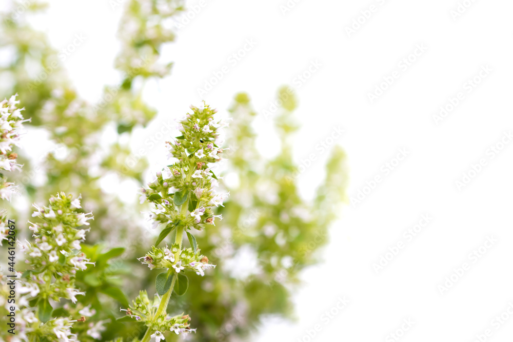 Close up shot of small flowering bush Close up shot of small flowering bush