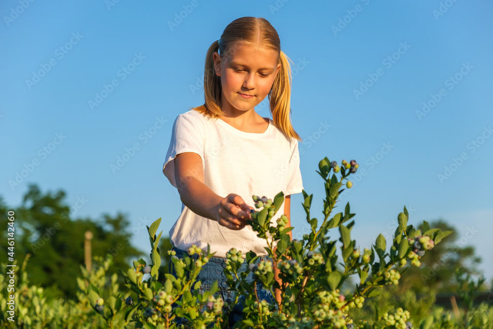 Cute little girl picking blueberries on organic farm. Cute little girl picking blueberries on organic farm.