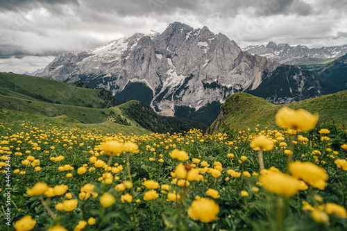 Summer view of Marmolada (Punta Penia), the highest peak in Dolomites, Italy. Alpine landscape of Dolomiti with a view of a glacier on Marmolada and beautiful green meadow with yellow flowers. photo