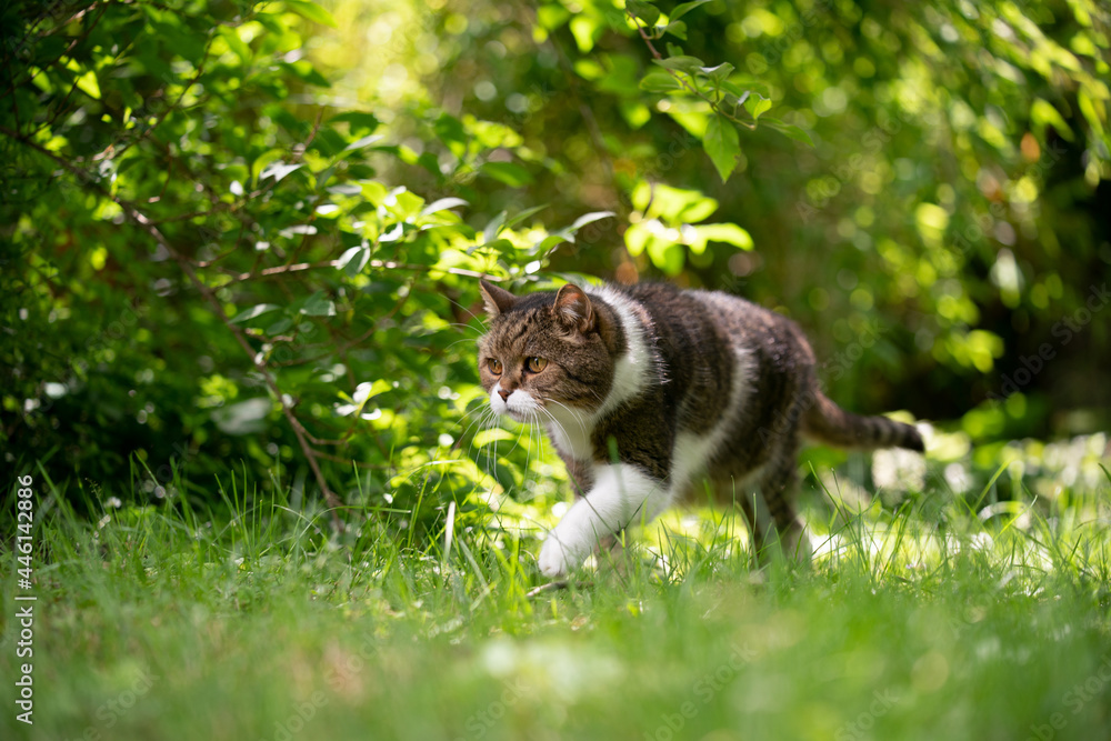 tabby white cat walking on green grass in sunlight exploring the back yard