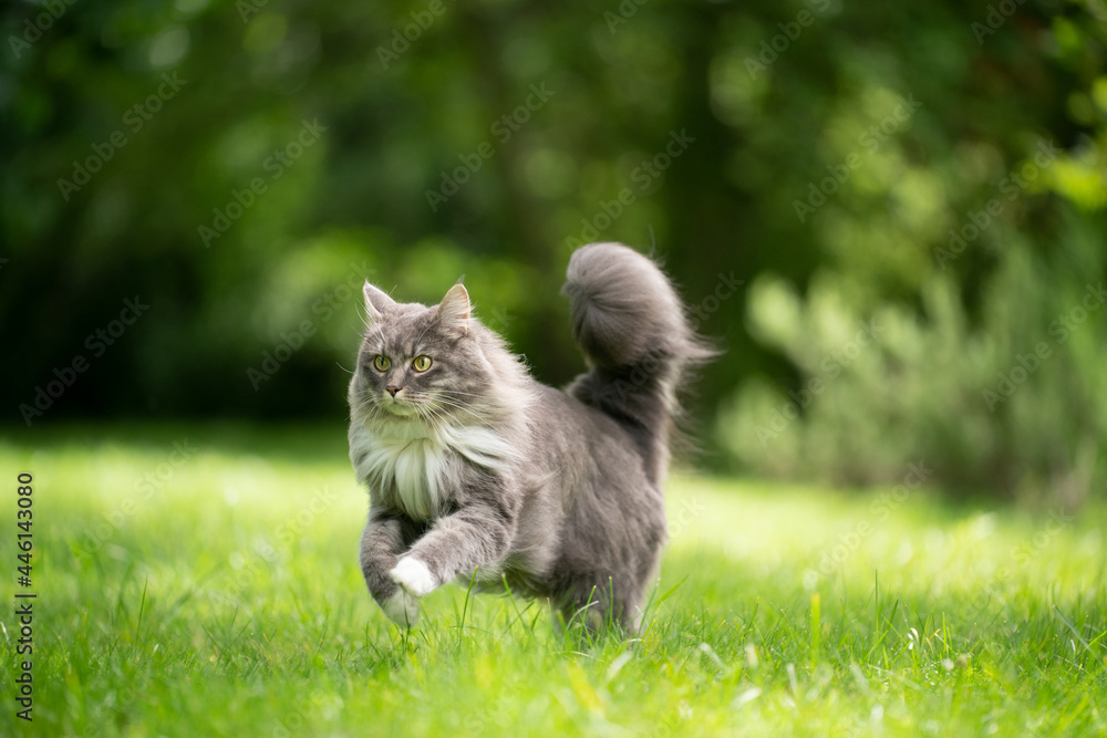 gray white maine coon cat with fluffy tail running on green lawn outdoors in the back yard