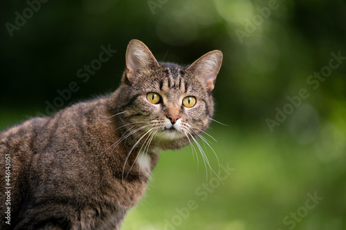 tabby cat outdoors in green nature looking curiously