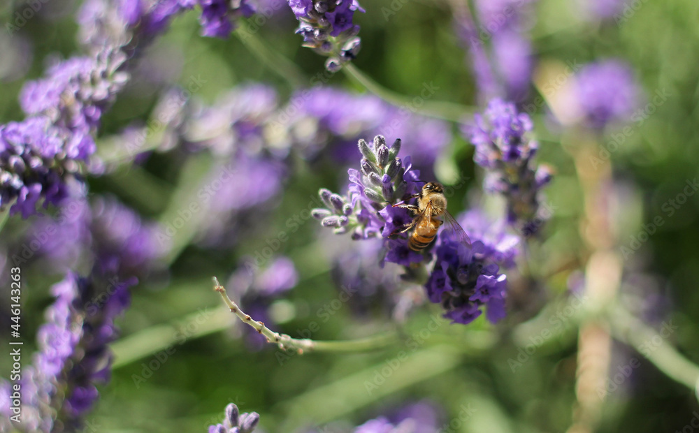 A butterfly sitting on a lavender flower surrounded by a blurry background of blooming lavender A butterfly sitting on a lavender flower surrounded by a blurry background of blooming lavender
