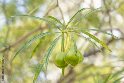 Ayoyote or Cascabella Thevetia or Cabalonga or Panama Tree. photo