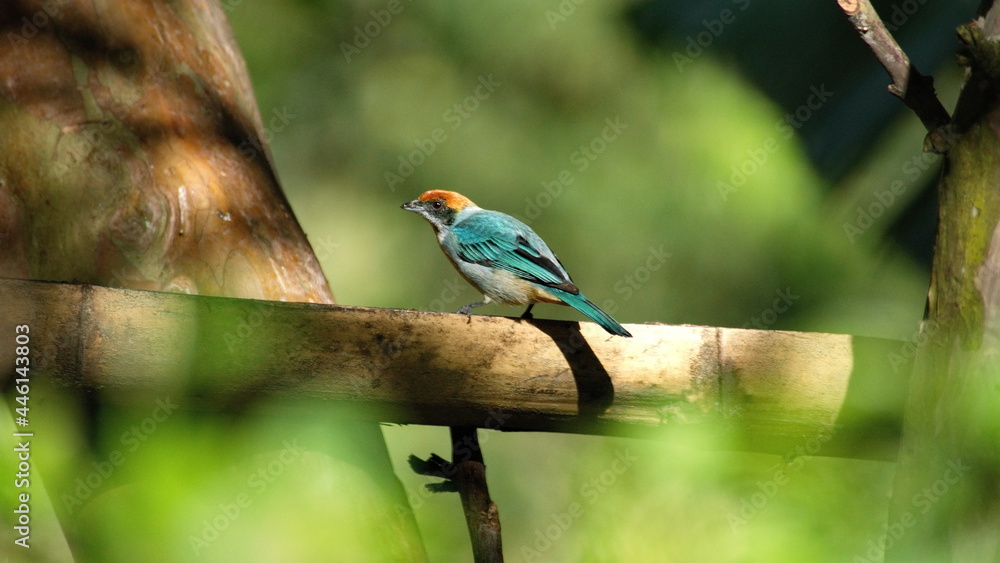 Obraz premium Scrub tanager (Stilpnia vitriolina) perched in a piece of bamboo on a farm in the Intag Valley outside of Apuela, Ecuador