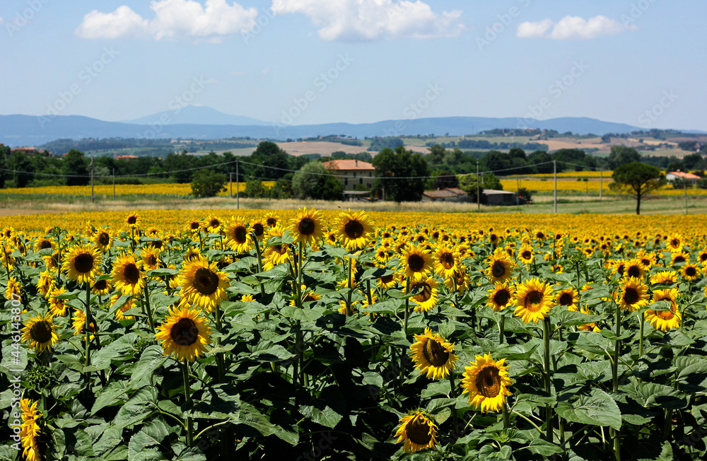 Obraz premium Sunflower fields in Tuscany on a Tuscany landscape 