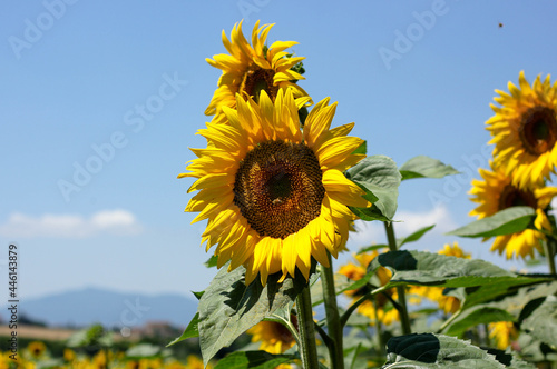 close-up sunflower flower surrounded by sun rays and blurred nature background 