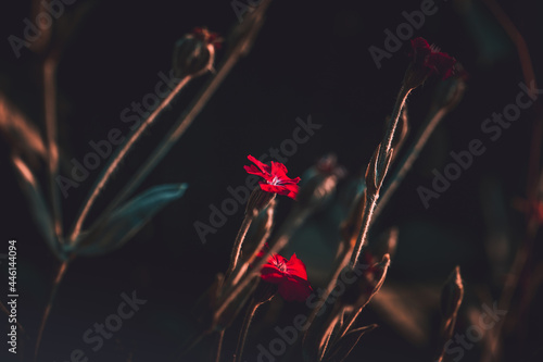 Firletki piękne kwiaty na ciemny tle