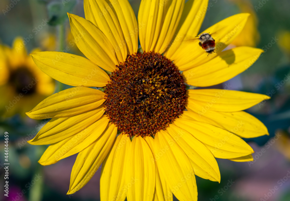 Bright Yellow Sunflower with Bumble Bee Flying Away Bright Yellow Sunflower with Bumble Bee Flying Away