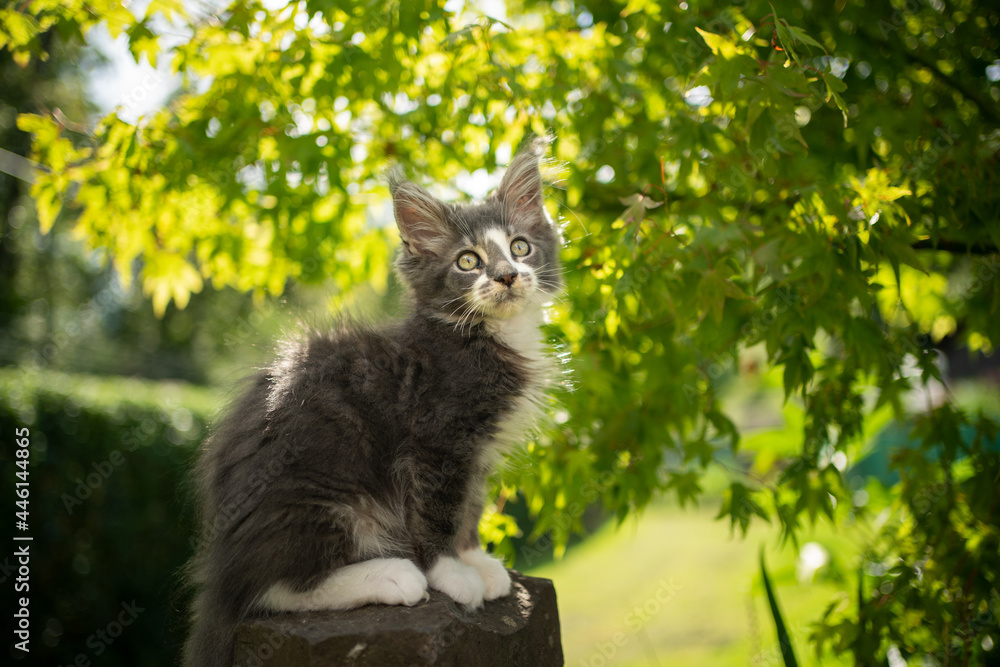 Obraz premium blue gray white maine coon kitten sitting on stone outdoors in sunny green garden