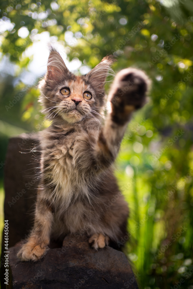 small calico maine coon kitten playing outdoors in garden raising paw small calico maine coon kitten playing outdoors in garden raising paw