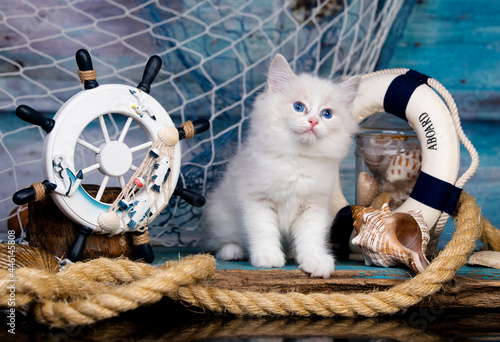 Kitten Sits next to the sea decor, breed regdoll photo