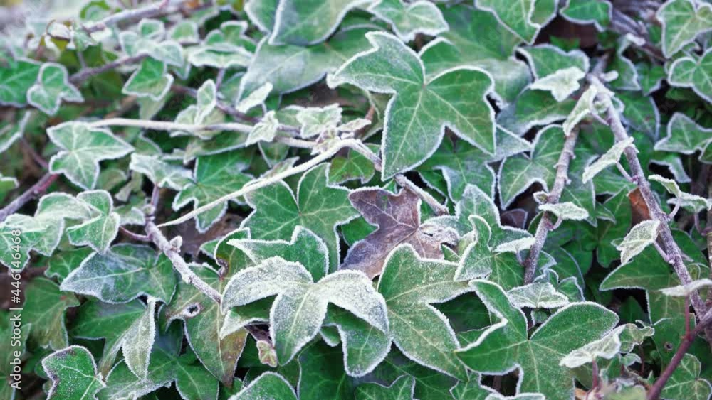 Ivy wall decoration growing in winter garden, bushes covered with hoarfrost, 4K Ivy wall decoration growing in winter garden, bushes covered with hoarfrost, 4K