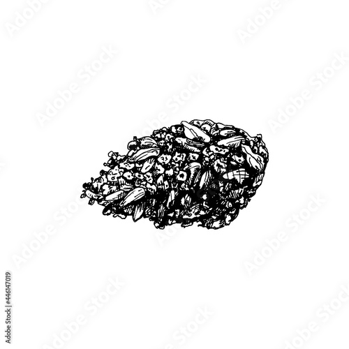 Marijuana buds. Vector hatching illustration isolated on white background