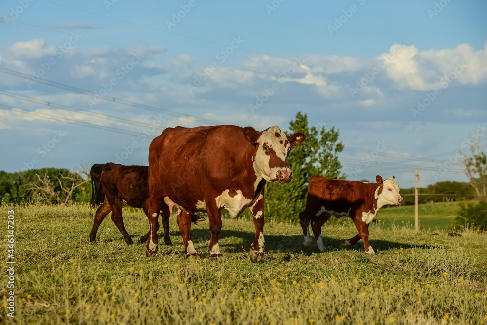 Cattle and  calf , Pampas countryside,La Pampa Province, Argentina.