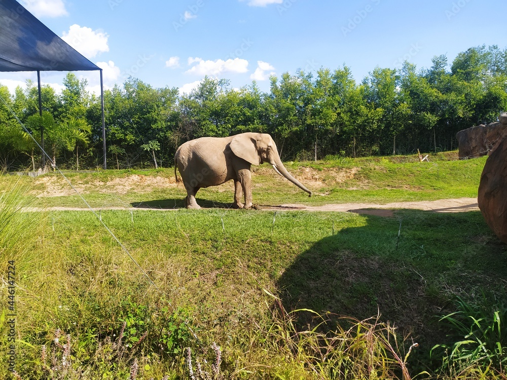 Naklejka premium Big elephant from Ukumari zoo 
