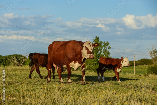 Cattle and  calf , Pampas countryside,La Pampa Province, Argentina.
