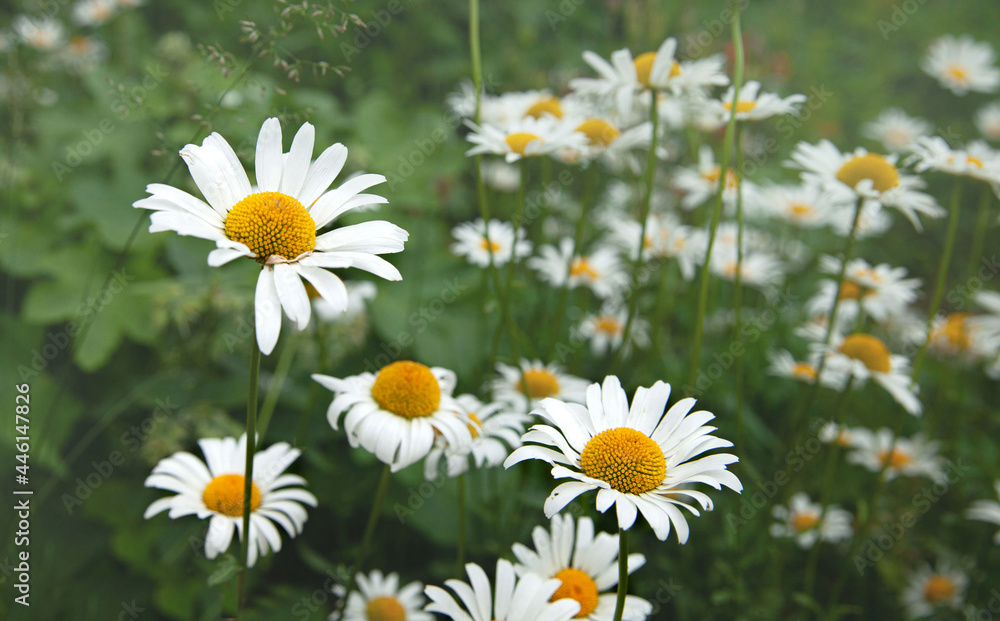 Chamomile flowers in the open air. The selected sharpness. Chamomile flowers in the open air. The selected sharpness.