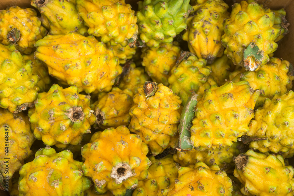 Strelitzia Pianta HYLOCEREUS MEGALANTHUS - (PITAYA GIALLA) U2013 Oasi Tropicale In Valcuvia Fragole Semi - Foto 3