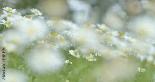 A dream like field of wild flower daisies in shallow focus blowing in the wind as the camera's burred perspective becomes sharp though the rows of white flower petals