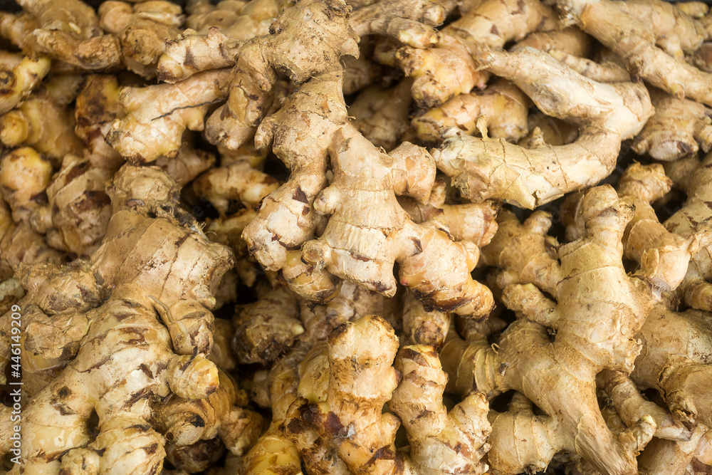 Zingiber officinale - Fresh ginger roots in the traditional Colombian market Zingiber officinale - Fresh ginger roots in the traditional Colombian market