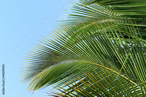 Tropical leaves  coconut palm on sky background.
