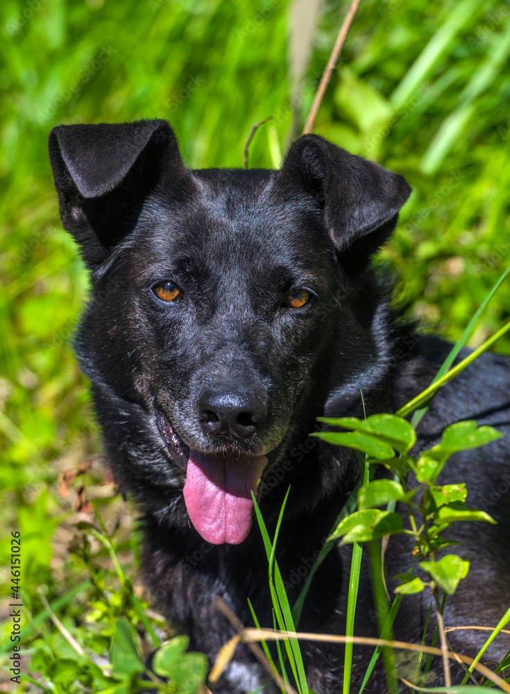 black dog mongrel on a leash in summer black dog mongrel on a leash in summer