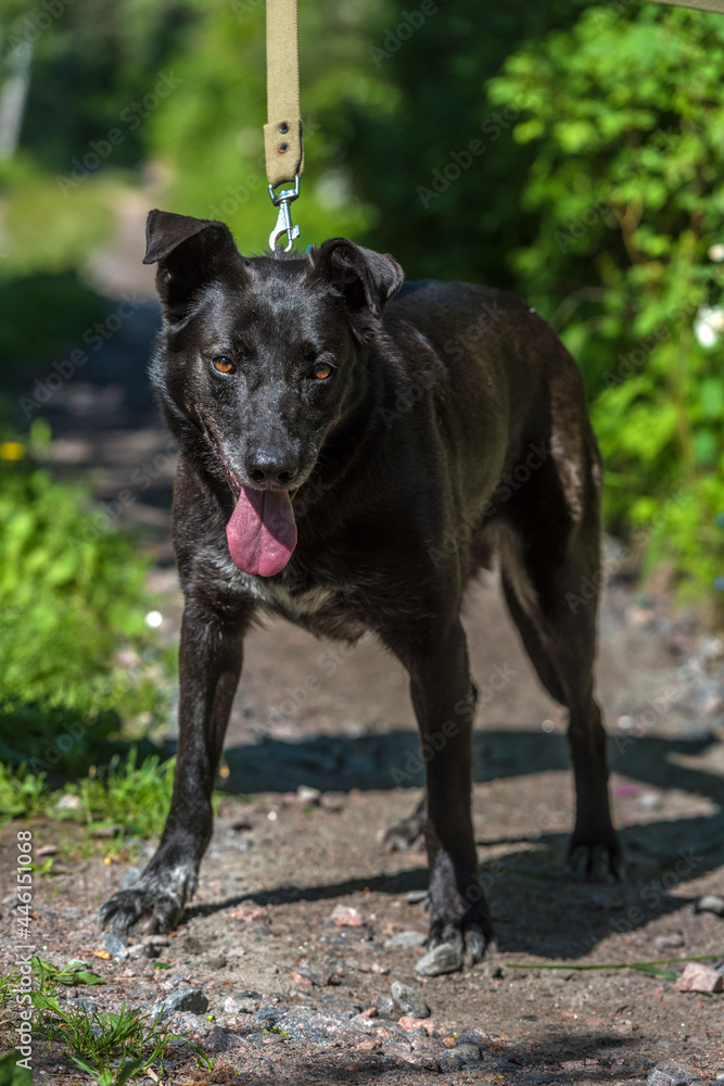 black dog mongrel on a leash in summer black dog mongrel on a leash in summer