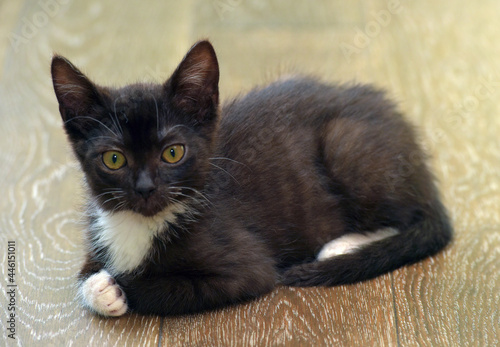 black kitten with white cute little kitten