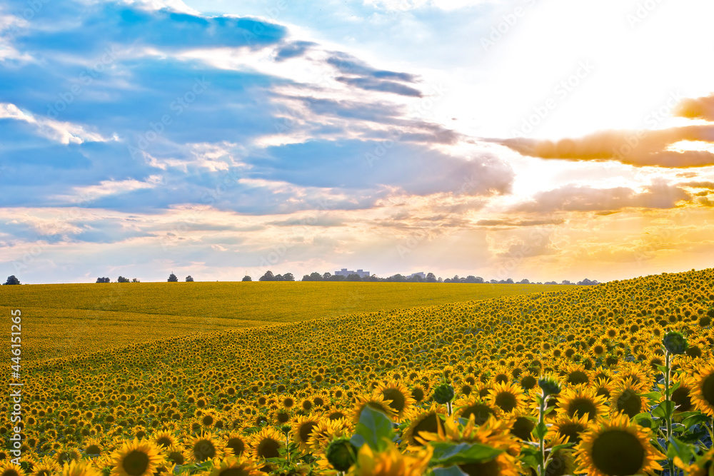 Obraz premium Large field of blooming sunflowers in sunlight. Agronomy, agriculture and botany