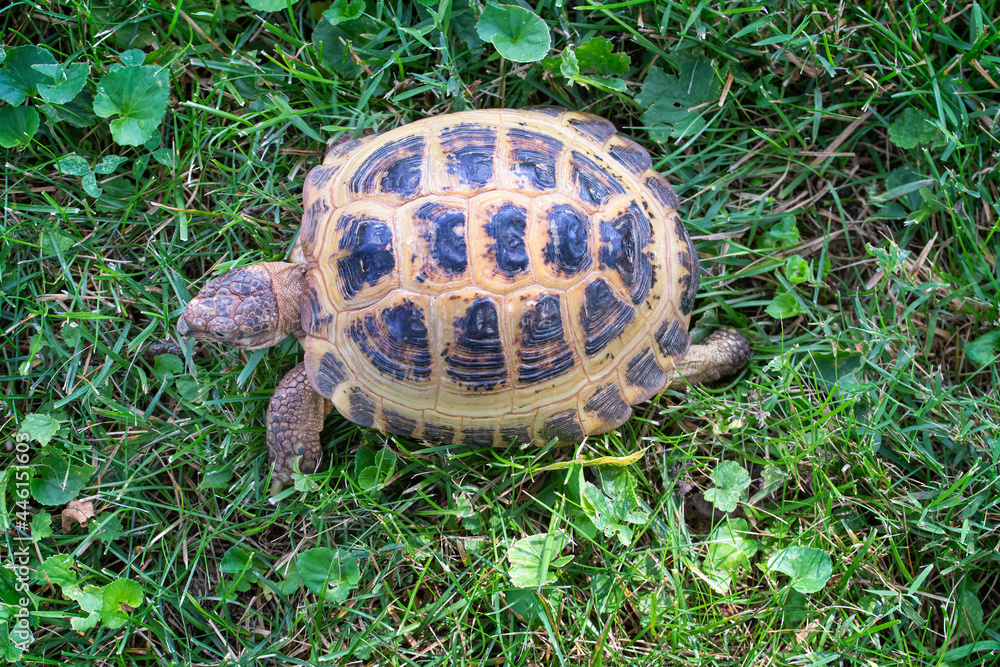 Russian tortoise scurries across a yard Russian tortoise scurries across a yard