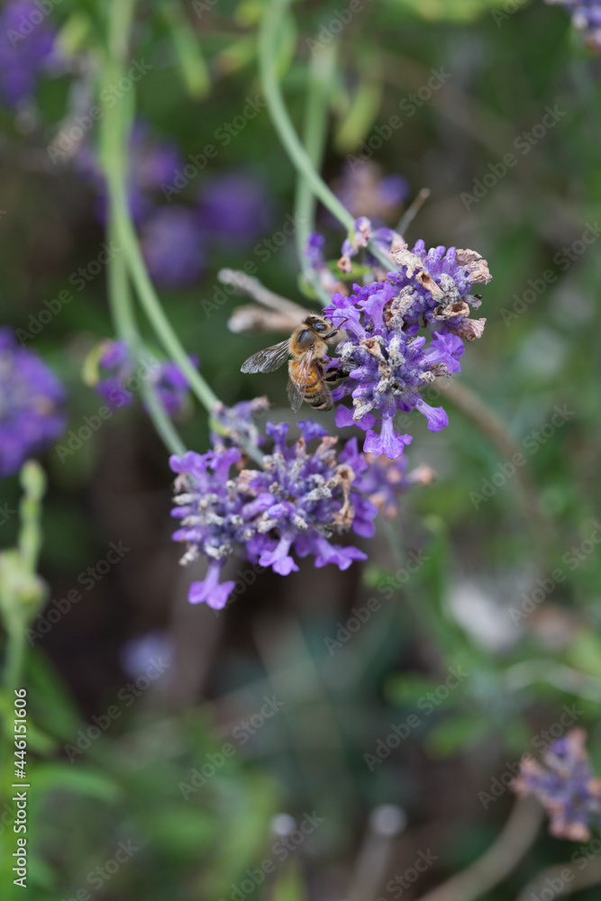 Honey Bee on Lavender flowers in a garden in July Honey Bee on Lavender flowers in a garden in July