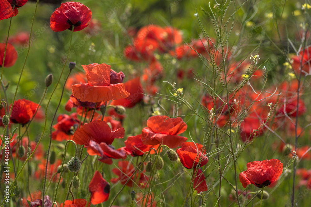 Fototapeta premium red poppies among the green grass in the summer
